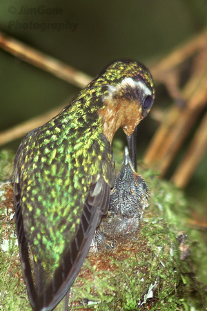 "mother and baby", "Costa Rica", chick, feeding, hummingbird, nest, Monteverde