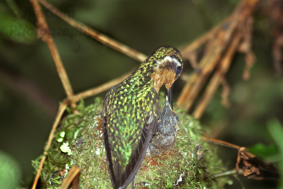 "Costa Rica", chick, feeding, hummingbird, nest, "mother and baby"
