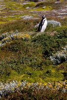 Magellanic, Chile, penguin