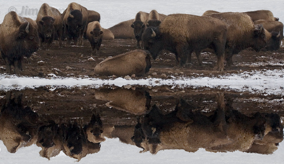 bison, herd, reflection, buffalo, "Yellowstone National Park", Wyoming