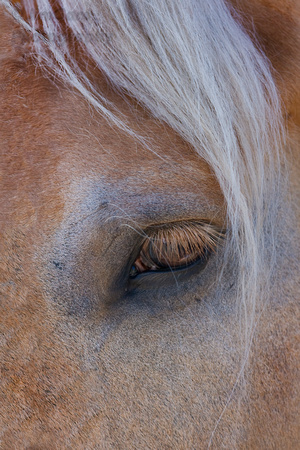 Eye, horse, lashes, closeup, brown