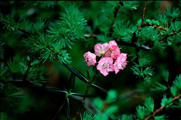 Laurel, "Nova Scotia", blossom, evergreens