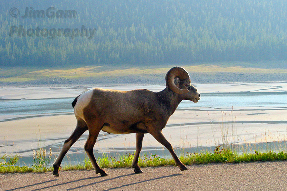 Alberta, Canada, Lake, "Medicine Lake", Ram, "Bighorn sheep", "Ovis canadensis"