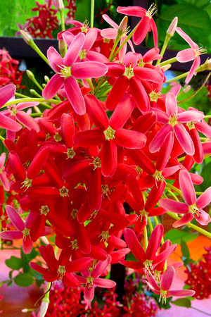 red, Caribbean, Flowers, Grenada