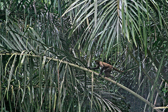 "Costa Rica", monkey, "rain forest"