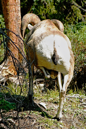 Alberta, "Bighorn sheep", Canada, Ram, "Ovis canadensis"