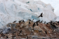 Antarctica, Gentoo, Skua, penguin, predator