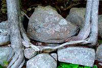 rocks, "Bubble Pond", roots, Acadia National Park, Maine