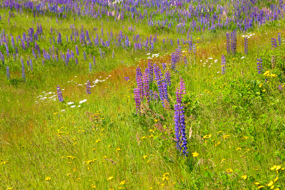 Acadian Lupines