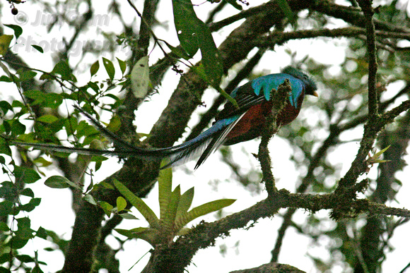 "Costa Rica", "Fenix del Bosque", Monteverde, "Pharomachrus mocinno", Quetzel, bird