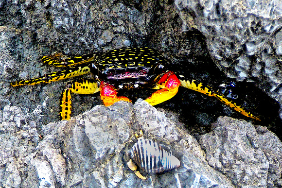 "Costa Rica", "Osa Peninsula", crab