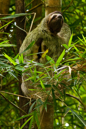 "Costa Rica", "Manuel Antonio National Park", "three toed sloth", slow