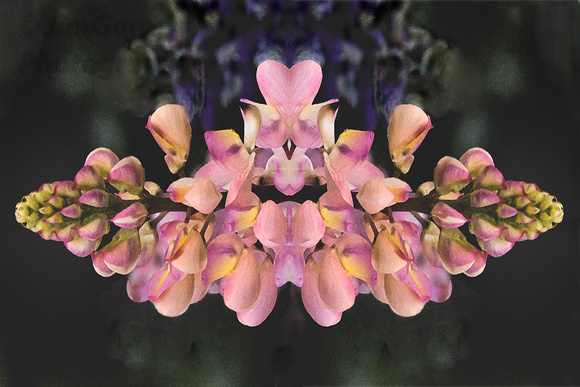 Chile, Lupine, abstract
