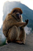 "Barbary Ape", "Barbary macaque", Gibraltar, Gibraltar, Hamlet, Spain, ape, baby, baby, contemplative, monkey, thoughtful