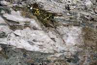 Acadia, groundcover, rocks, shoreline