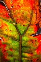 Amherst, Leaf, Massachusetts, "Mt. Norwottuck", autumn, fall, foliage