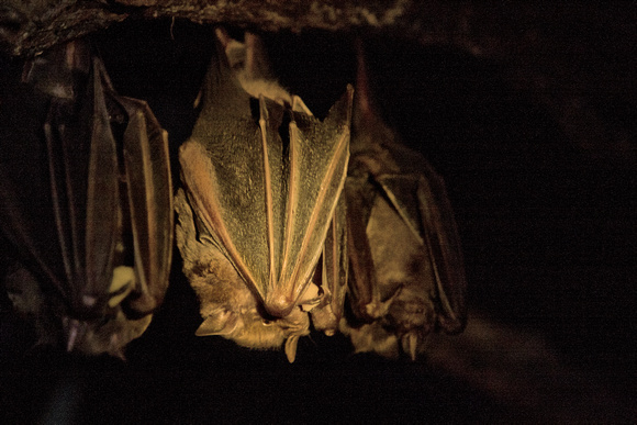 "Costa Rica", Monteverde, bat, museum