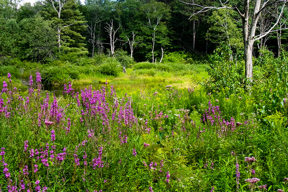 field, flowers, pond, trees, "purple loosestrife", invasive