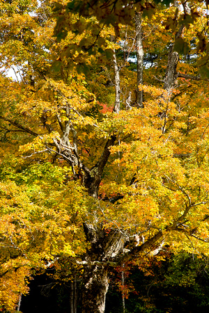 Berkshires, "fall color", tree, autumn, foliage