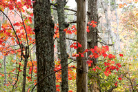 Berkshires, Hawley, bog, "fall color", trees, autumn, foliage