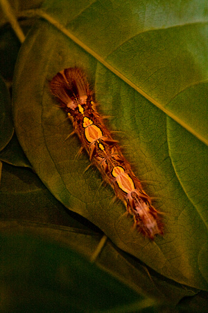 "Costa Rica", Monteverde, foliage, insect