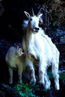 "Glacier National Park", kid, "mountain goat", "mother and baby"
