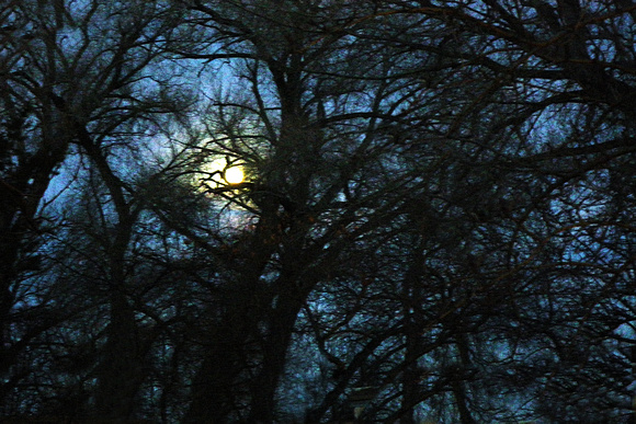 Taos, moon, trees, "moon ring," halo, "full moon"