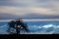 "New Mexico", Taos, sunrise, tree