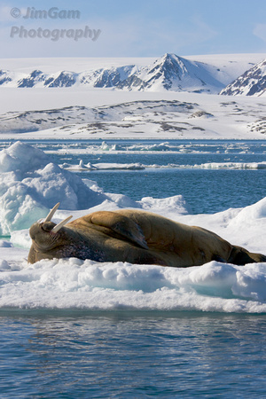 Svalbard, "sea ice", seascape, walrus, ice, Arctic