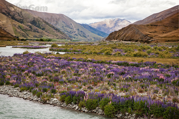 "New Zealand", lupines, flowers, "Ohau River"