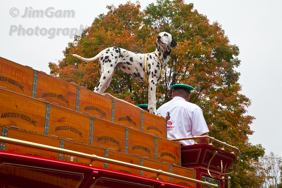 Belchertown, Clydesdales, Dalmatian, Parade, "Town Fair", horses, "Anheuser Busch"