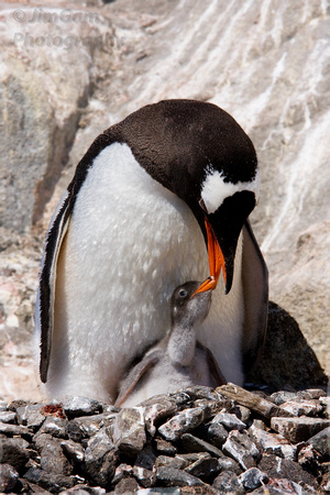 Antarctica, Gentoo, chick, nest, penguin, stone, "mother and baby"