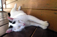 Grenada, cat