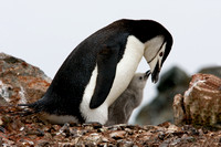 Chinstrap, chick, penguin, Antarctica, "mother and baby"