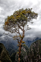 "Machu Picchu", Peru, tree, Inca, Quechua