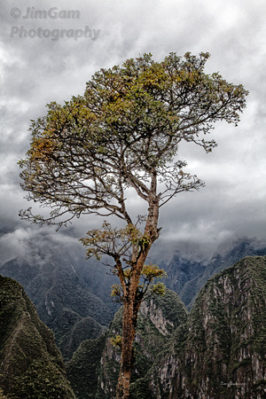 "Machu Picchu", Peru, tree, Inca, Quechua