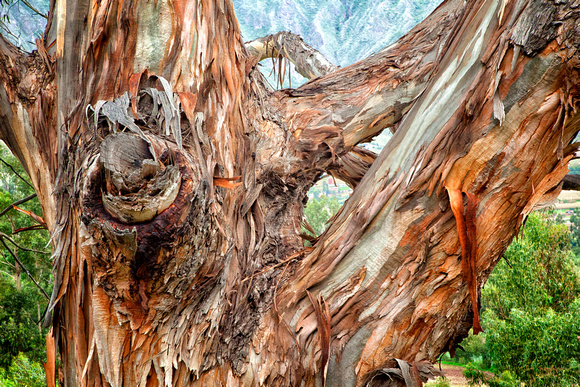 Peru, "peeling bark", eucalyptus, tree