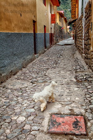 Peru, alley, dog