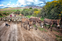 Peru, "Sacred Valley", dog, donkeys, sheep, shepherds