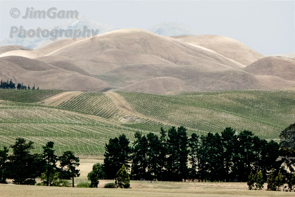 Marlborough, "New Zealand", "South Island", landscape, vineyard, windmills