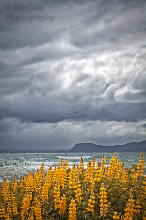 "Lake Taupo", "New Zealand", flowers, storm, clouds