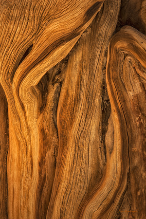 Wood Grain Spirits Rise for Abstract Rendering