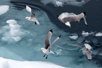 kittiwake, "Hinlopen Strait", Svalbard, "ice floes", "sea birds"