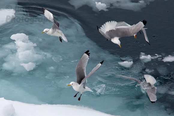 kittiwake, "Hinlopen Strait", Svalbard, "ice floes", "sea birds"