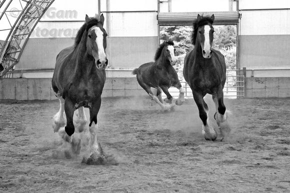 Belchertown, Clydesdales, "Greene Acres", horses, "Anheuser Busch", "black & white"