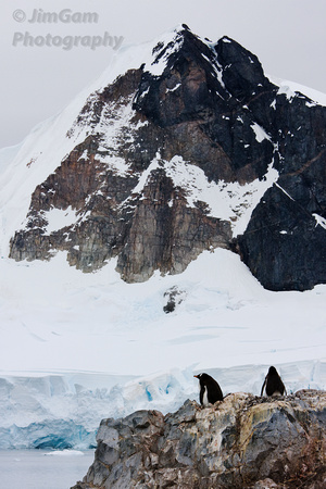 Antarctica, Gentoo, mountains, penguins