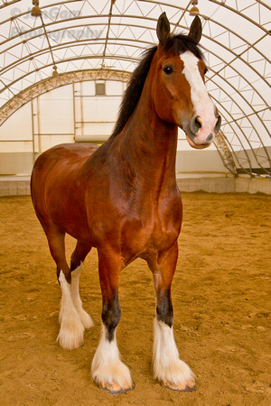 "Anheuser Busch", Clydesdales, horses,