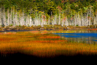 Acadia, Maine, Wetlands, autumn, grasses