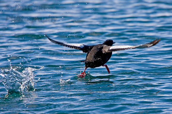 Guillemot, Svalbard, "sea bird", water, Arctic