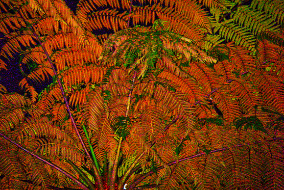 "Costa Rica", abstracted, ferns, graphic, night, texture, Tabacon